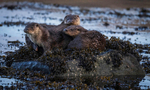 Otter mum and two cubs, Isle of Mull, Scotland