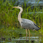 Grey Heron