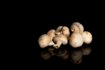 Mushrooms on black background