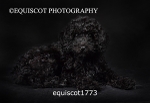 equiscot1773