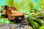 Caddis fly larva