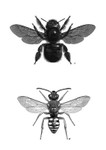 Carpenter Bee/Nomad Bee Combo