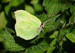 Brimstone