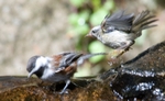 Chestnut-backed Chickadee and Golden-crowned Kinglet