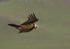 Bearded vulture