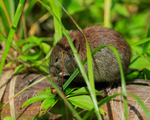 Red-backed Vole, Johnston Canyon, Banff, Canada