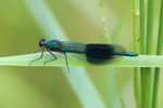 Banded Demoiselle or broadwing damselfly