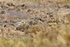 Puna Plover (juvenile), Quepiaco, Chile