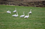Whooper Swans