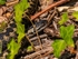 Adder
