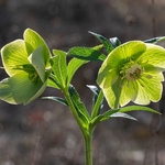 Green hellebore (Helleborus viridis)