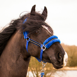 Headshot of black horse
