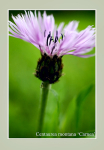 Centaurea montana 'Carnea'