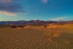 Desert portfolio