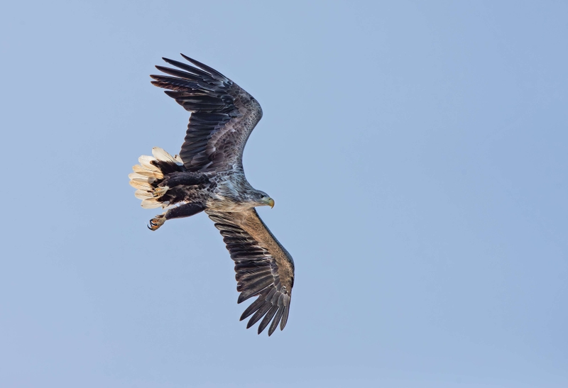 White Tailed Eagle - Isle of Mull - Scotland