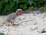 Arctic Tern - Sterna paradisaea