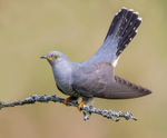 Male Cuckoo