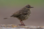 Rock Pipit portfolio