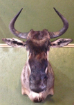 HENDRICKS-WILDEBEEST