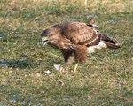 Common Buzzard portfolio