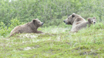 McNeil River Bears-6