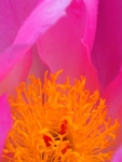 Pink Peony