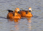 Ruddy Shelduck 1