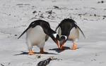 Gentoo Penguins