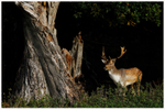 Fallow Deer Buck by Twisted Oak 