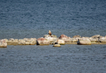 White-tailed Eagle