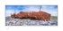 03 12x24 2021-562Cp The Plassey Ship wreck Inis Oirr Co Galway