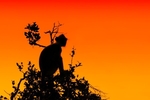 Monkey Tree at Sunset