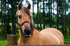 Horse - 9539