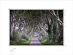 2008-019C The Dark Hedges