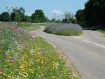 Wildflower Meadows portfolio