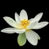 Mainly Floral 2024-4