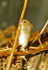 Harvest Mouse