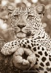 Sepia leopard portrait