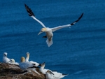 Gannets