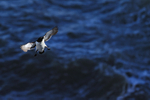 Razorbill flying, dark blue water background, Flamborough Head