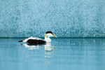 Eider swimming on lagoon, Jokulsarlon, Iceland