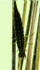 Diving beetle larva