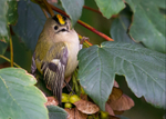 Warblers & Allies portfolio