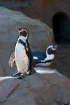 Humboldt Penguins - 0848