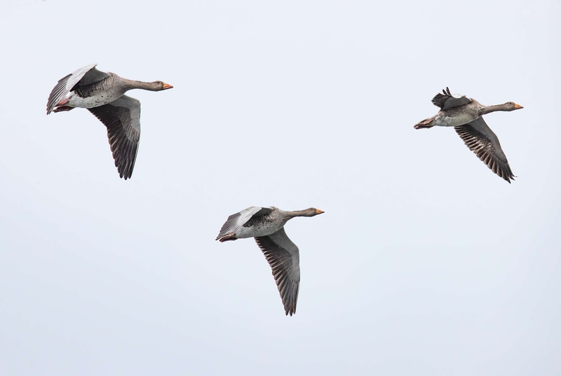Greylag Goose - Isle of Mull - Scotland