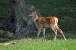 Red Deer
