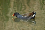Moorhen