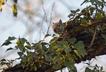 Grey Squirrel