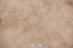 241117X-132215-04751