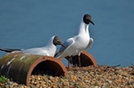 Black-headed Gulls